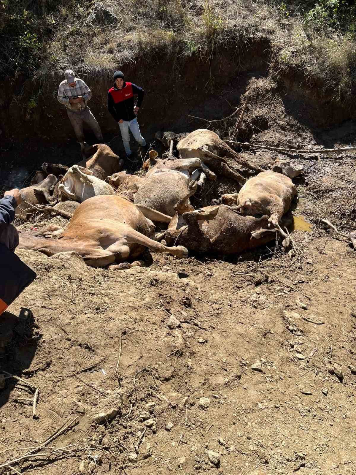 Sivas Koyulhisar’da derede suya kapılan büyükbaşlardan 16’sı telef oldu